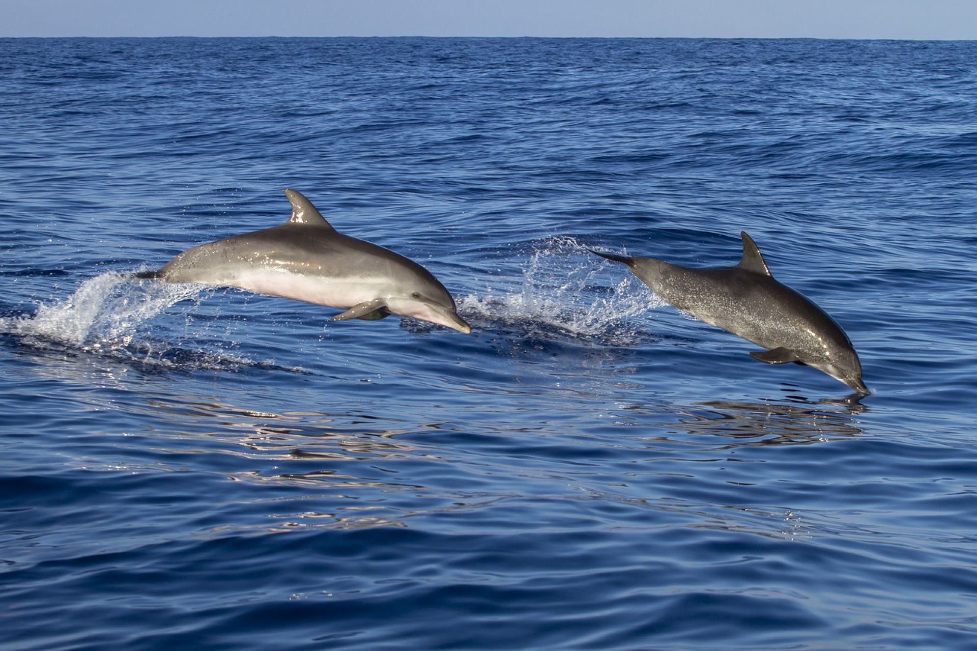 Implementacija i certifikacija Dolphin - Safe standarda u proizvodnji namaza od tune